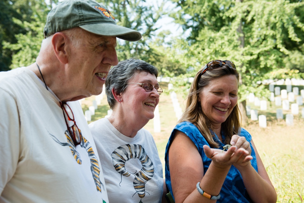 Monarch butterflies released in Arlington National Cemetery
