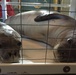 Coast Guard, NOAA transports two rehabilitated Hawaiian monk seals to Oahu