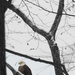 Fort Indiantown Gap becomes part of PA's bald eagle success story