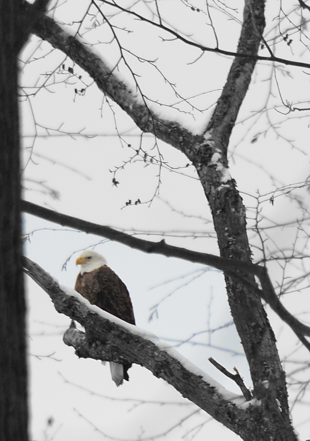 Fort Indiantown Gap becomes part of PA's bald eagle success story