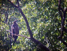 Fort Indiantown Gap becomes part of PA's bald eagle success story
