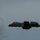 F-22s in Europe