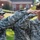 Drill sergeant teaches ROTC cadets the proper way to salute Drill sergeant teaches ROTC cadets the proper way to salute