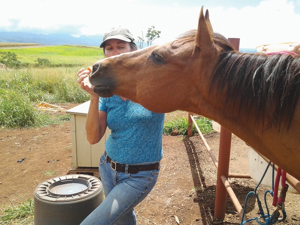 Must love horses: Volunteers needed for horse sanctuary