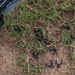 U.S. Army Forces Command Weapons Marksmanship Competition - Day 1