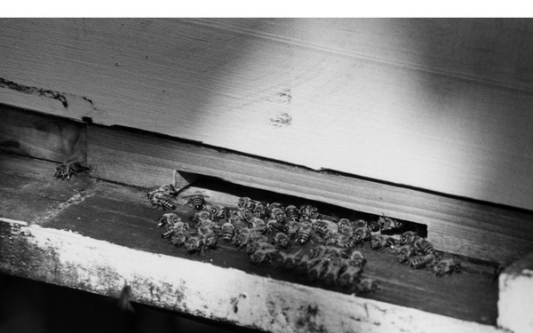 Bees for Pollination in Beehive