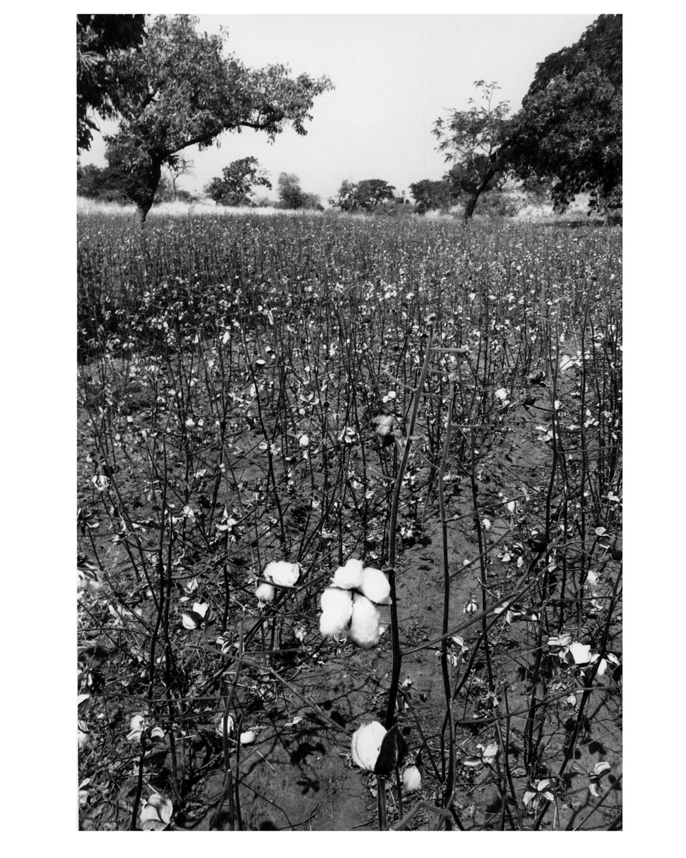 Cotton Field, Mali