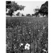 Cotton Field, Mali