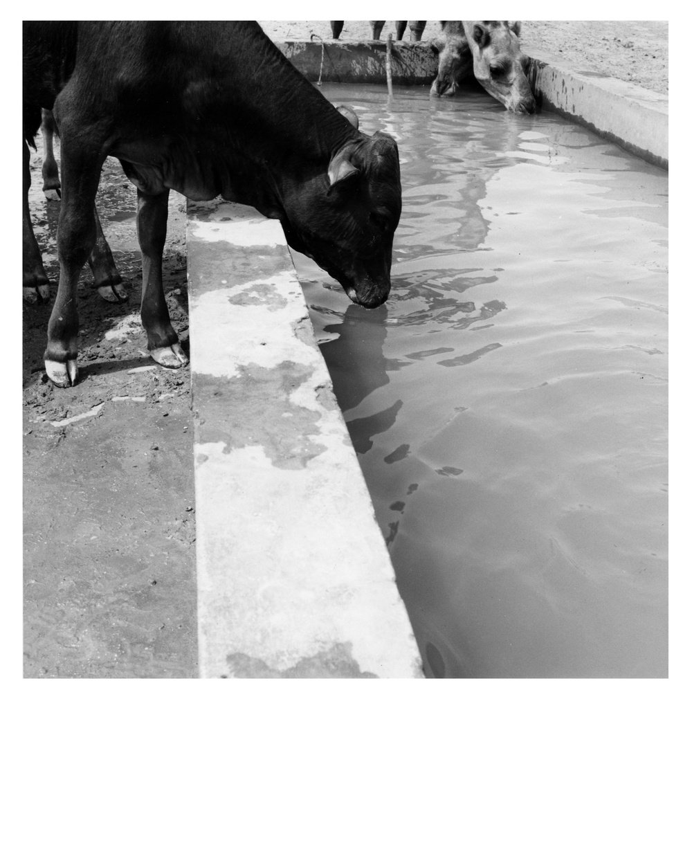 Cattle at a Feeding Station,  Mauritania