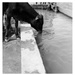 Cattle at a Feeding Station,  Mauritania