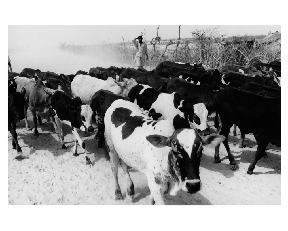 Cattle at a Feeding Station,  Mauritania