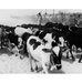 Cattle at a Feeding Station,  Mauritania