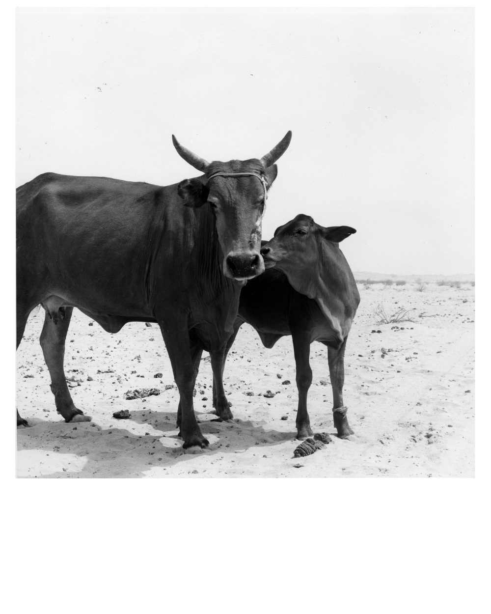 Cattle at a Feeding Station,  Mauritania