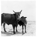 Cattle at a Feeding Station,  Mauritania