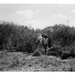 CRDP Range Ecologist and Counterparts Reviewing Range Forage Conditions, Somalia