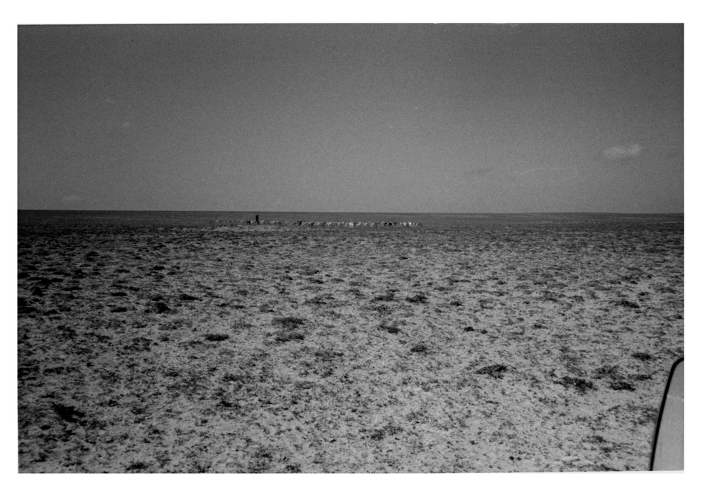 Herd of Sheep on Coast Plain, Central Somalia