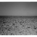 Herd of Sheep on Coast Plain, Central Somalia