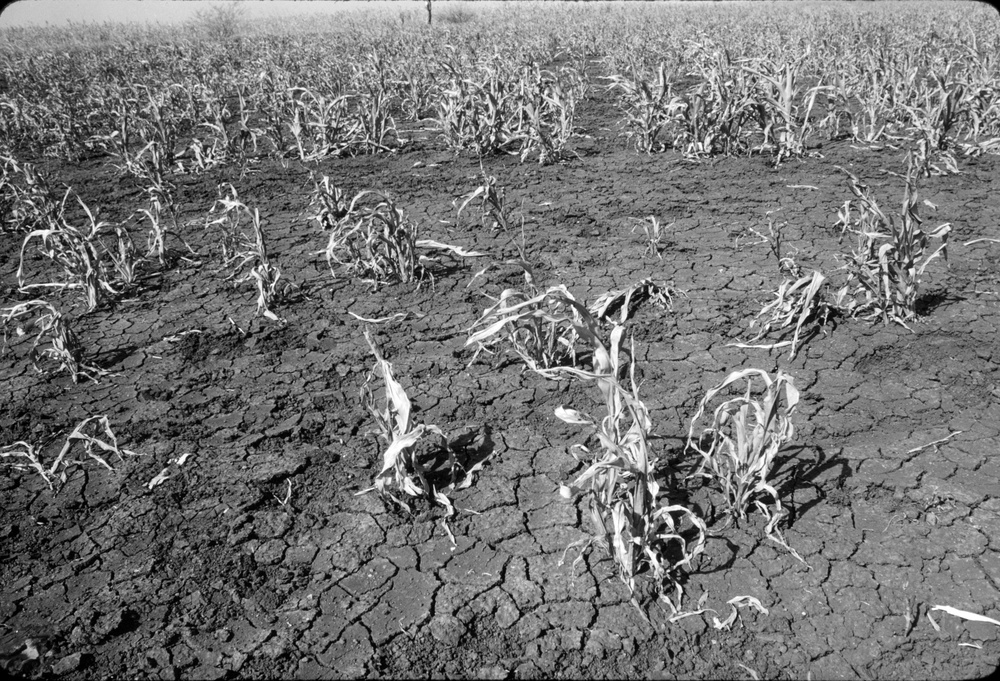 Failed Sorghum Crop