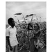 Government Worker and Farmer in Sorghum Field