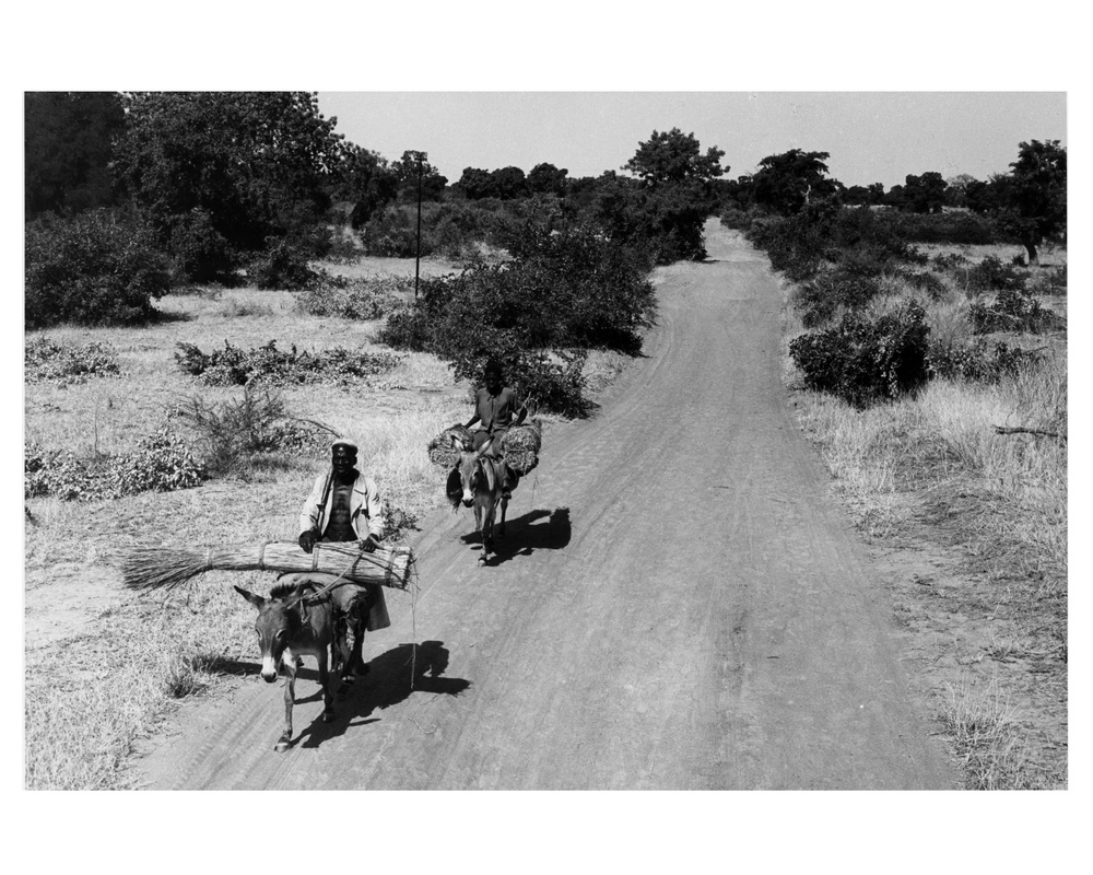 Men on Donkeys Carrying Millet