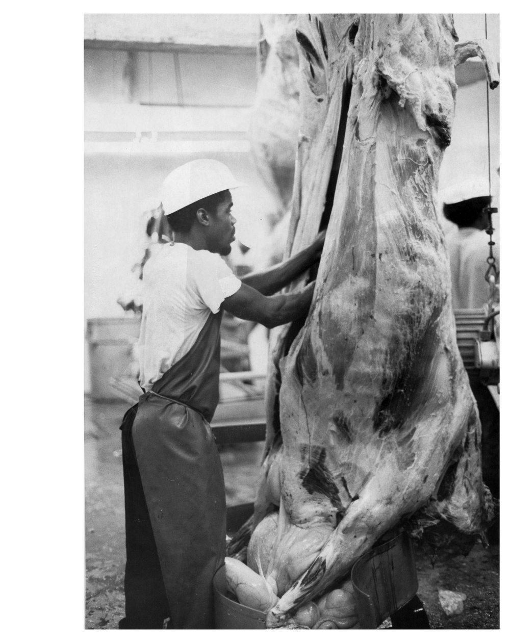 Men Butchering Cows