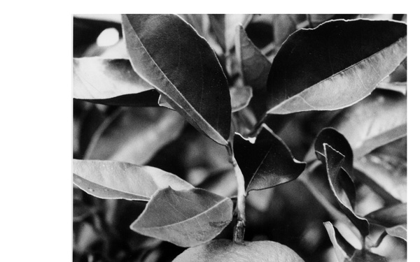 A black-and-white close-up photograph of a single round citrus fruit hanging from a branch surrounded by broad, glossy leaves. The fruit appears to be an orange or grapefruit, identifiable by its textured rind and spherical shape. The image uses shallow depth of field, keeping the fruit in sharp focus while the background foliage is softly blurred.
