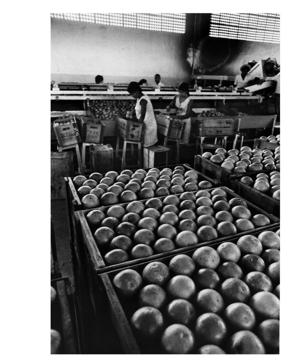 This Modern Orange Packing Plant in the State of Rio Helps Speed Oranges to the Wholesale Market.