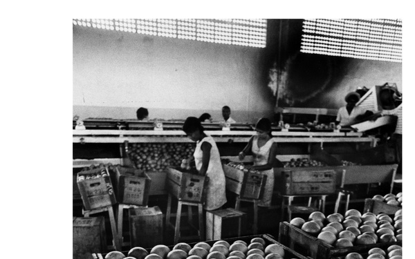 A black-and-white photograph of an indoor fruit packing facility showing large wooden crates filled with round citrus fruits, likely oranges or grapefruits. Several workers wearing white aprons or uniforms are visible in the background operating along what appears to be a conveyor or sorting line. The foreground is dominated by densely packed fruit in open wooden bins.