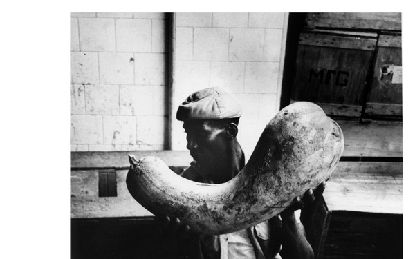 A black-and-white archival photograph showing a worker in worn work clothes and a cap holding up a large curved elephant tusk or ivory piece in what appears to be a warehouse or factory setting. The man is examining or displaying the tusk, which is substantial in size relative to his body. The setting includes wooden crates and storage materials in the background.