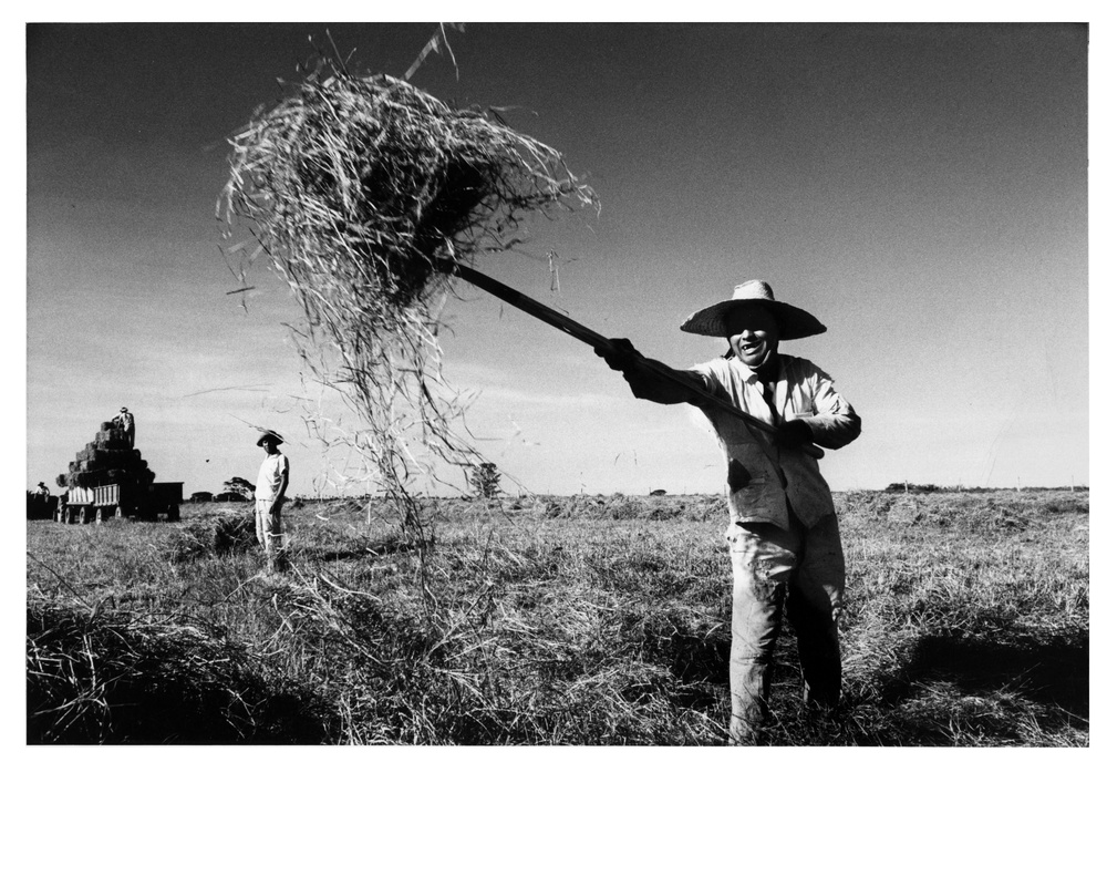 A Farm Worker Stacks Pangola Grass on the Brazilian Research Center Farm, Matao, Brazil.