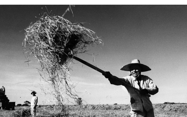 A black-and-white photograph depicting agricultural field workers engaged in manual harvesting or hay-pitching work in an open field. The foreground worker, wearing a wide-brimmed hat, is actively tossing a bundle of straw or hay using a long-handled pitchfork, captured mid-motion. In the background, a second worker stands near what appears to be a loaded wagon or truck stacked with harvested material.