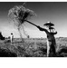 A Farm Worker Stacks Pangola Grass on the Brazilian Research Center Farm, Matao, Brazil.