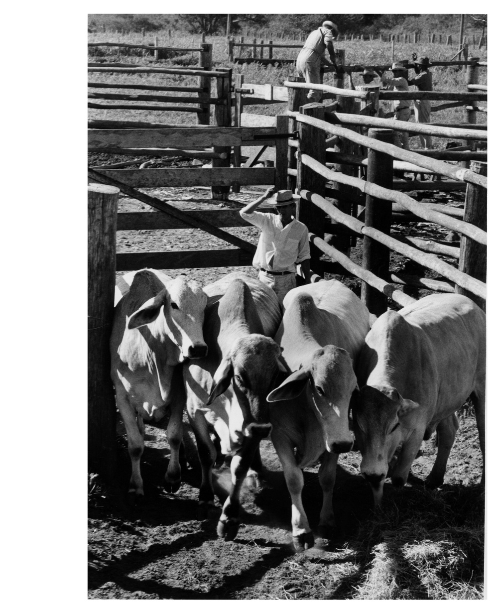 Brahmin Cattle Are Herded into a Corral to Test Their Acceptance of Baled Pangola Grass