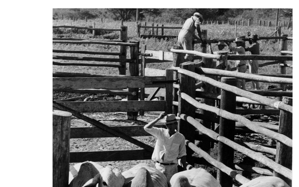 A black-and-white archival photograph depicting cattle being herded through wooden pen chutes by ranch workers. Several large light-colored cattle, likely Brahman or Zebu breed, are being guided through a series of wooden rail corrals. Multiple workers are visible managing the animals from various positions along the fence structures.