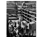 Brahmin Cattle Are Herded into a Corral to Test Their Acceptance of Baled Pangola Grass