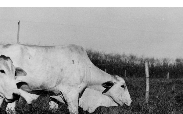 A black-and-white photograph showing two light-colored cattle grazing in a pasture field. The animals appear to be large beef cattle, possibly Charolais or similar white/cream breed, photographed in profile. A barbed wire fence and treeline are visible in the background.