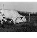 Brahmin Cattle Are Herded into a Corral to Test Their Acceptance of Baled Pangola Grass