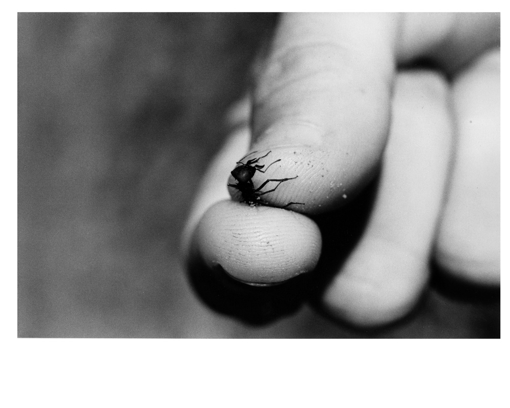 The Voracious Appetite of This Tiny Ant, and Millions Like Him, Can Damage the Ranges of Pangola Grass.