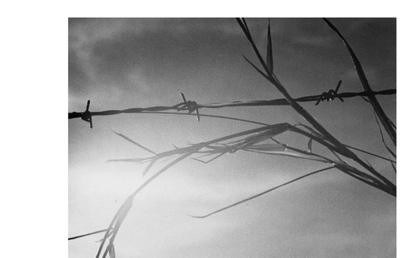 A black-and-white photograph shot in silhouette against a bright, overcast sky. A single strand of barbed wire runs horizontally across the upper portion of the frame, with tall grass or reed stems arching through and around it. The dark foreground ground line anchors the composition at the bottom.