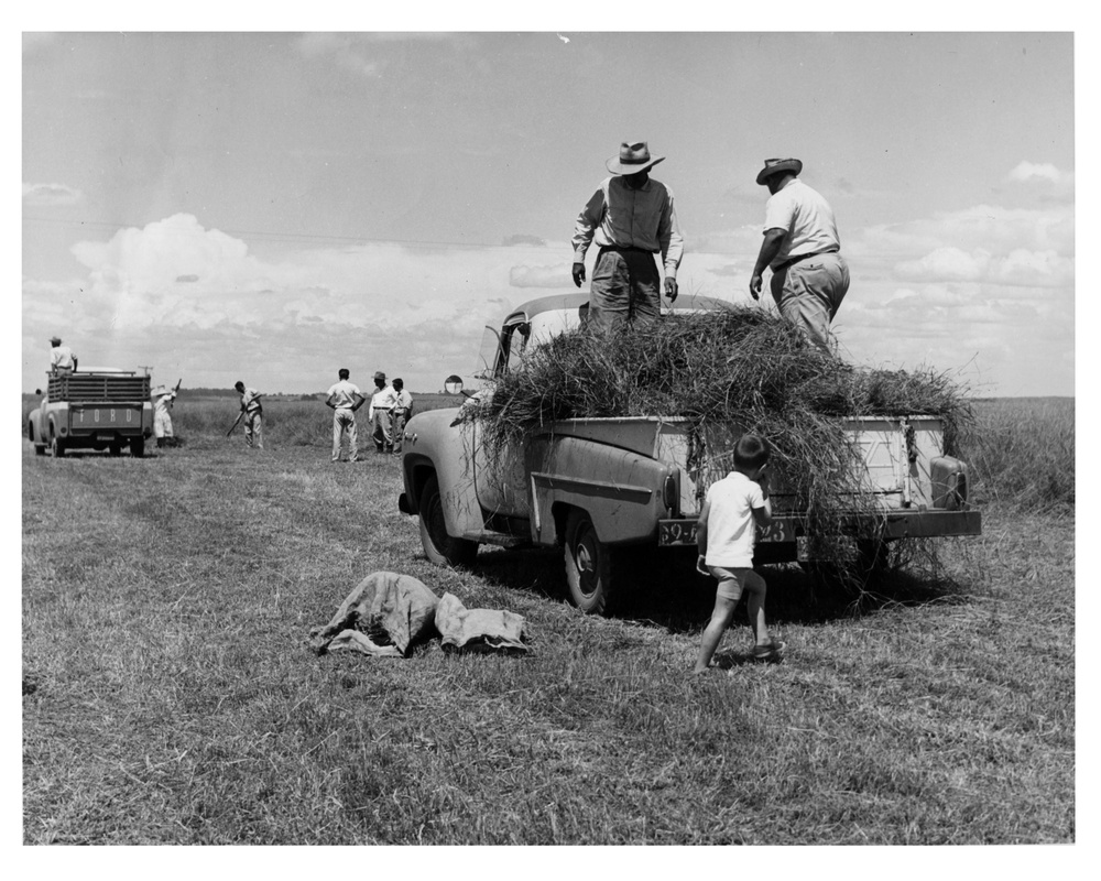 Truck Loaded with Pangola Grass, Matao Experimental Farm - Brazil