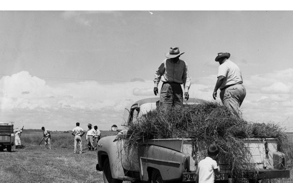 A black-and-white photograph depicting a rural agricultural scene, likely from the 1950s based on the vehicle styles. Workers are loading or unloading hay onto a pickup truck in an open field, with additional workers and vehicles visible in the background. A child is also present near the rear of the truck.