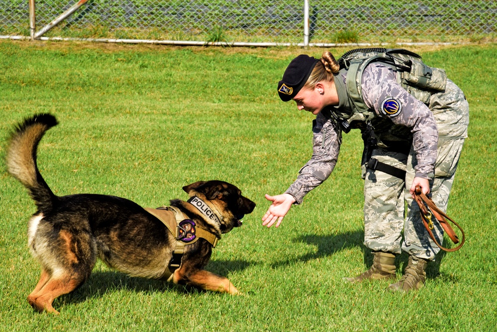 Stepping stones: An Airman’s path to K-9 career