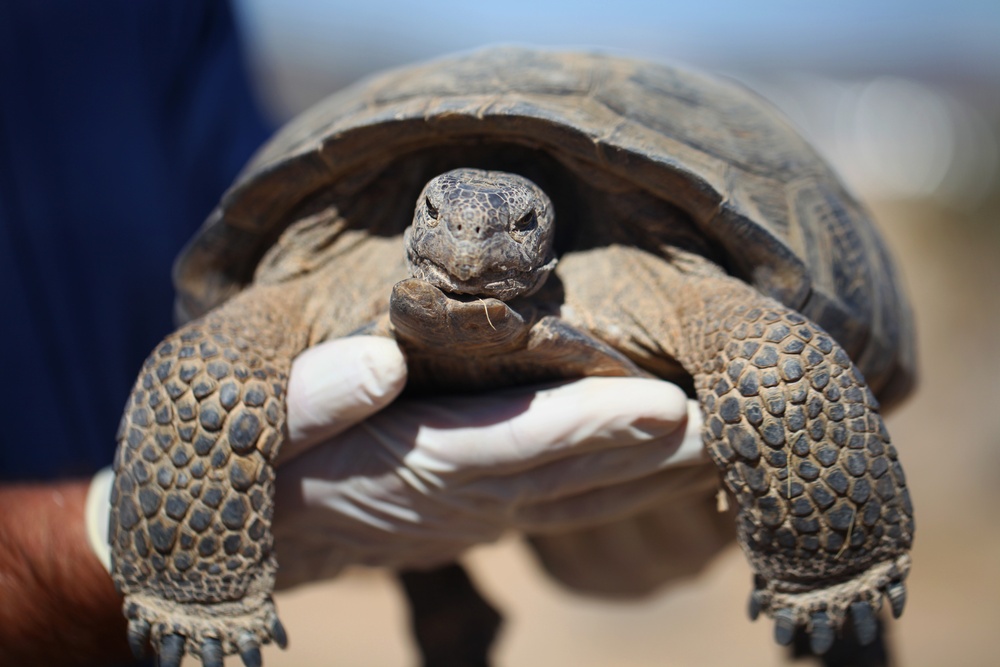 Desert Tortoise Headstart program makes first release