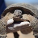 Desert Tortoise Headstart program makes first release