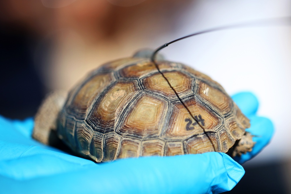 Desert Tortoise Headstart program makes first release