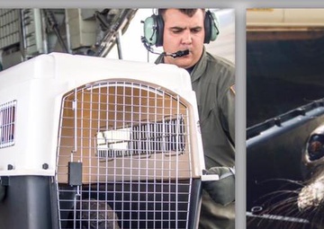 Coast Guard offloads Hawaiian monk seal