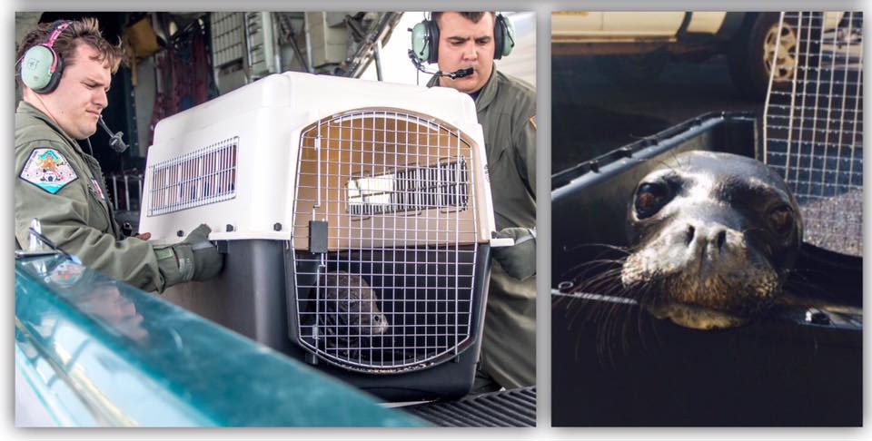 Coast Guard offloads Hawaiian monk seal