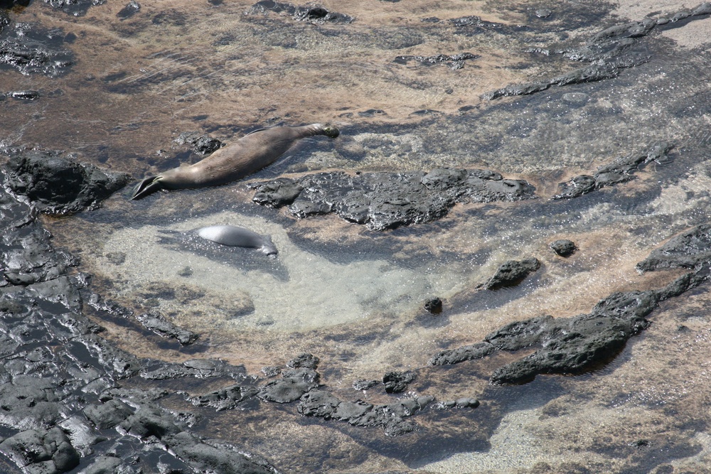 Hawaiian monk seal observation flight