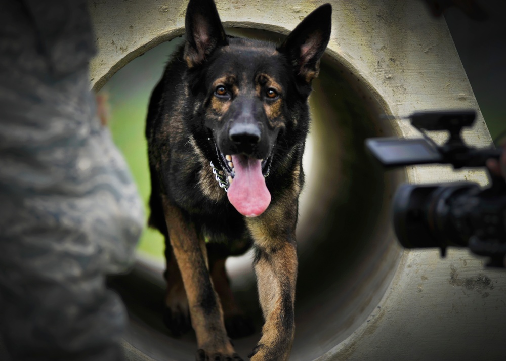 325th Security Forces Squadron military working dog training