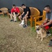 Marines, Sailors exercise, bond with dogs